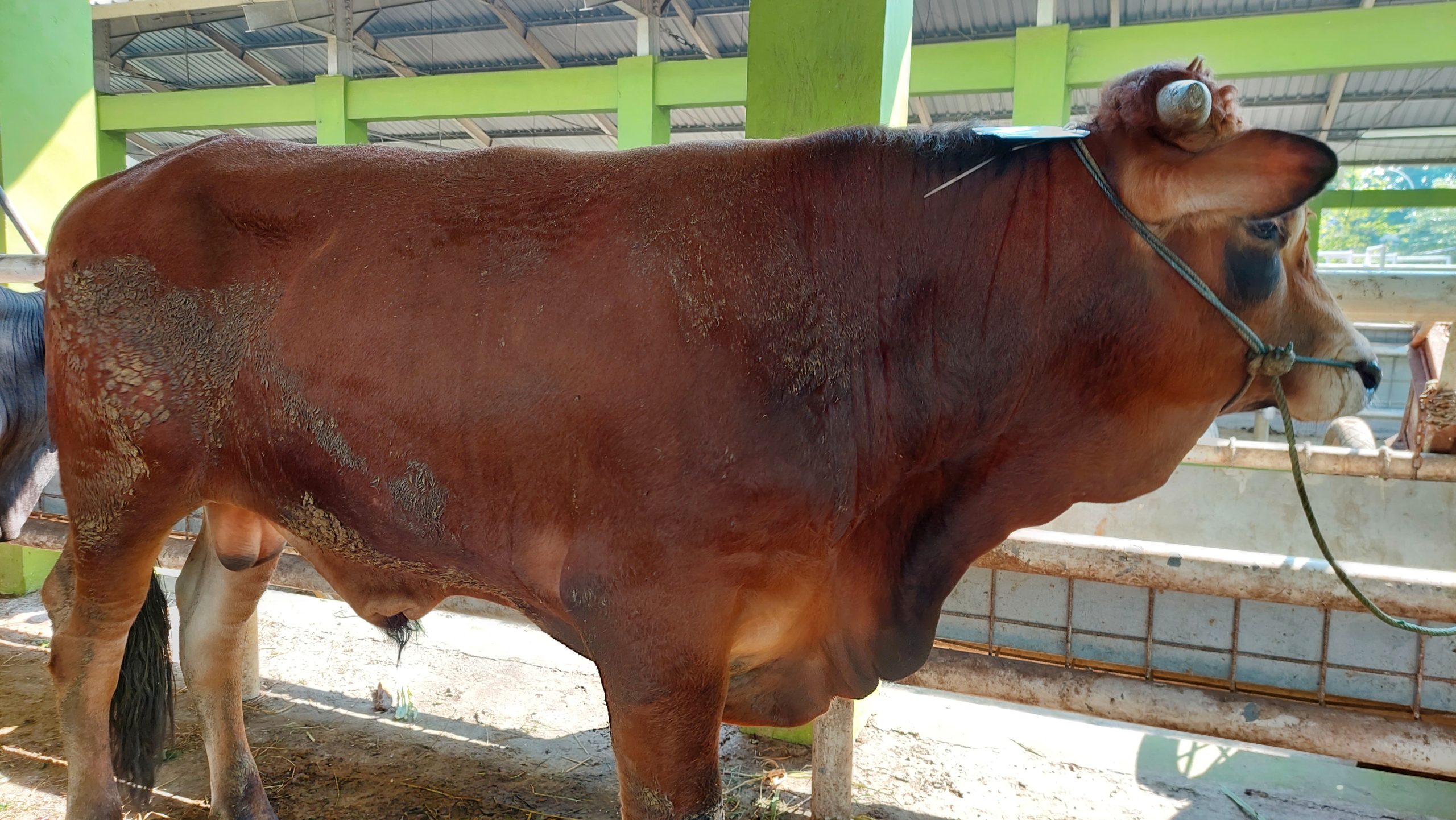 qurbanalmuslimun1